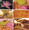 Fig. 1.