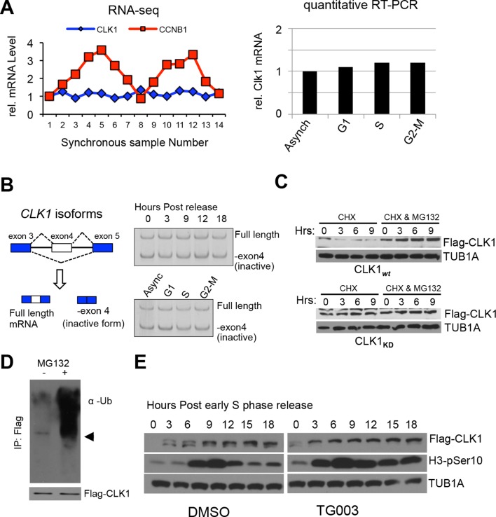 Figure 2—figure supplement 2.