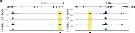 Figure 1A is a bubble plot. Figure 1B is a scatter plot with a reference line for which x=y, to represent a fold change of zero. Figure 1C is a heat map of differentially accessible regions of CAST/EiJ and C57BL/6J mice, along with a dendogram. The mean-centered normalized chromatin accessibility ranges from negative 3 to 3. Figure 1D shows sequence reads of representative loci Exo1, and Rbck1 and Trib3 in CAST/EiJ and C57BL/6J mice.