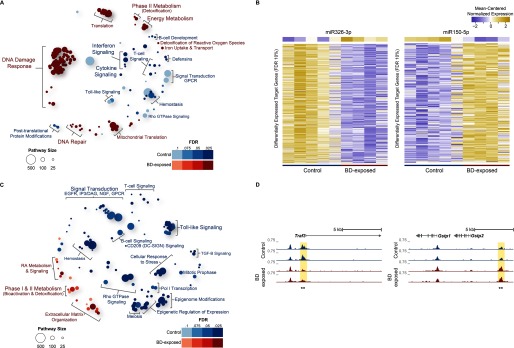 Figures 3A and 3C are bubble plots. Figure 3B is a heat map of differentially accessible regions of miR326-3p and miR150-5p in the control and BD-exposed C57BL/6J mice. The mean-centered normalized chromatin accessibility ranges from negative 2 to 2. Figure 3D shows sequence reads of representative loci Traf3, and Gstp1 and Gstp2 in control and BD-exposed C57BL/6J mice.