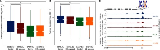 Figures 4A and 4B are graphical representations, respectively, plotting average chromatin accessibility log sub 2 (NC plus 1) and average expression log sub 2 (NC plus 1) (y-axis) in C57BL/6J control mice, C57BL/6J BD-exposed mice, CAST/EiJ control mice, and CAST/EiJ BD-exposed mice (x-axis). Figure 4C shows sequence reads of representative loci Irf7 in CAST/EiJ BD-exposed mice, CAST/EiJ control mice, C57BL/6J BD-exposed mice, and C57BL/6J control mice.