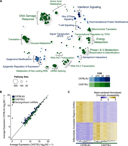 Figure 1A is a bubble plot. Figure 1B is a scatter plot with a reference line for which x=y, to represent a fold change of zero. Figure 1C is a heat map of differentially accessible regions of CAST/EiJ and C57BL/6J mice, along with a dendogram. The mean-centered normalized chromatin accessibility ranges from negative 3 to 3. Figure 1D shows sequence reads of representative loci Exo1, and Rbck1 and Trib3 in CAST/EiJ and C57BL/6J mice.