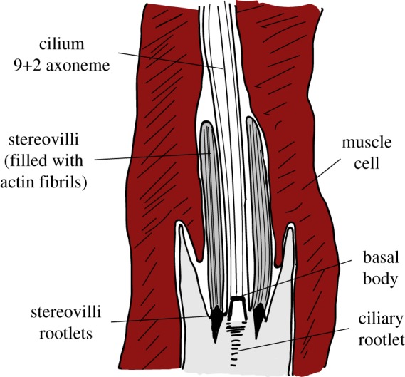 Figure 5.