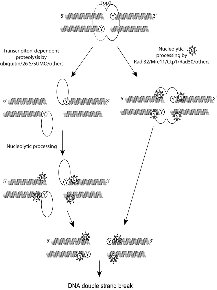 FIG. 5.