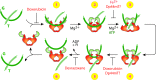 FIG. 4.