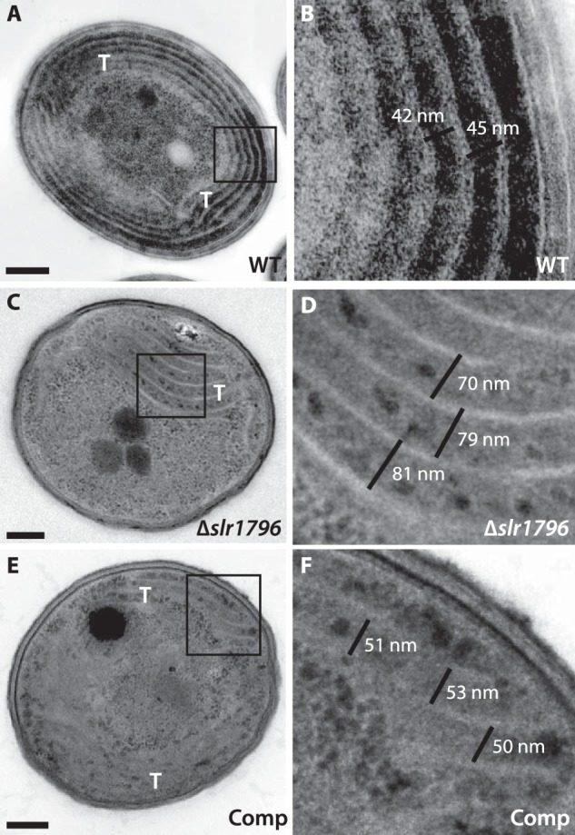 FIGURE 9.