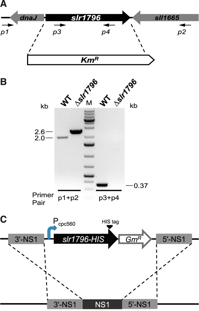 FIGURE 2.