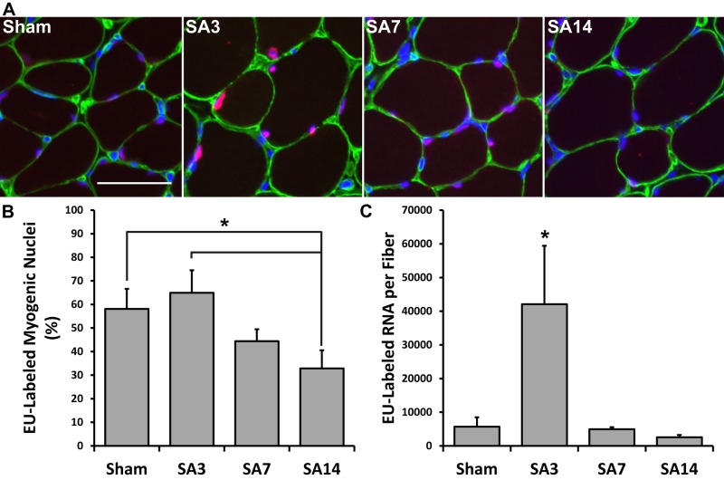 FIGURE 2: