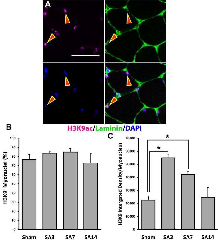 FIGURE 3: