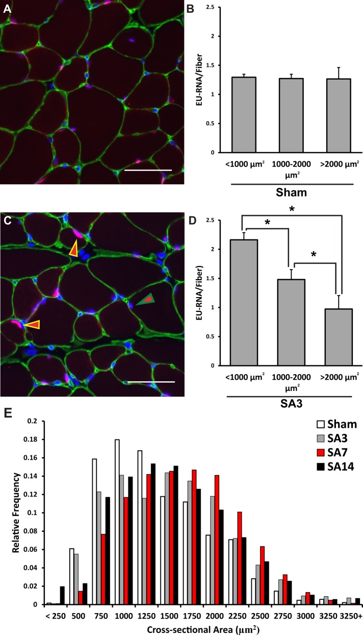 FIGURE 5: