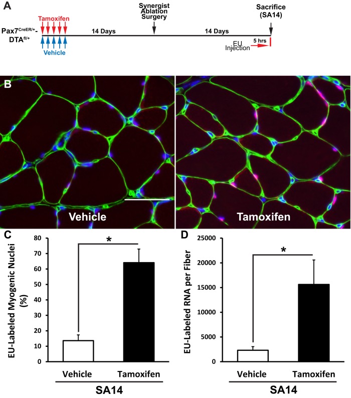 FIGURE 4: