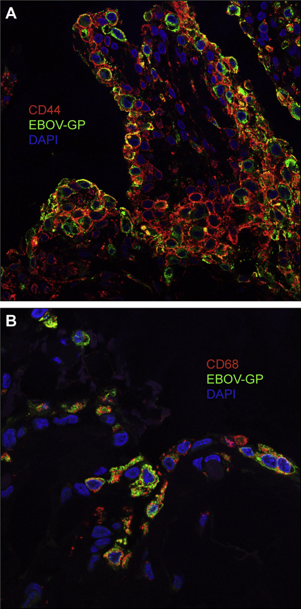 Figure 4