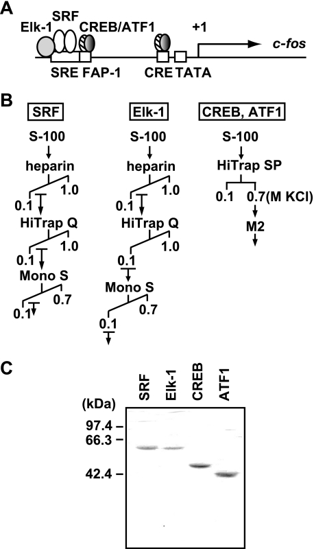 FIGURE 1.