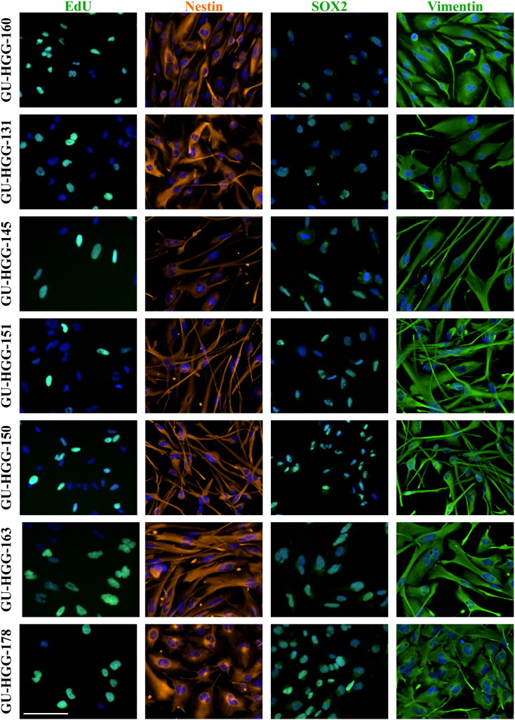 Supplementary Figure S1