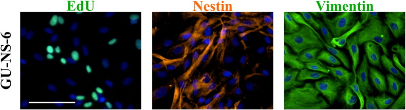 Supplementary Figure S2