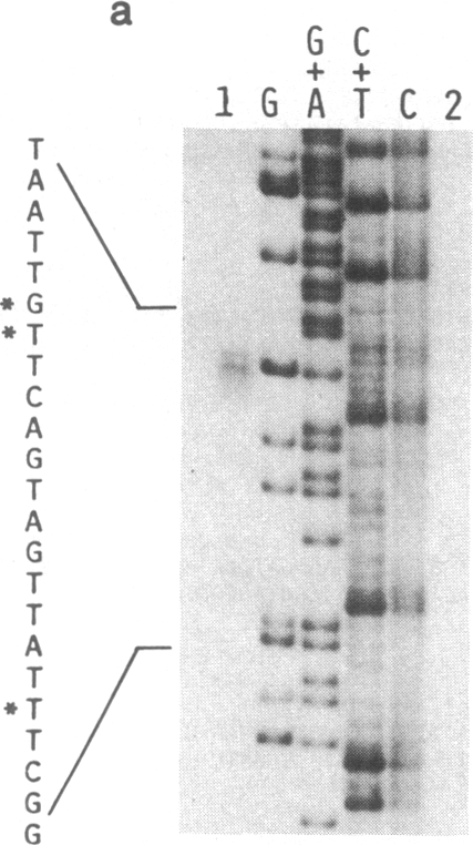 graphic file with name pnas00306-0181-b.jpg