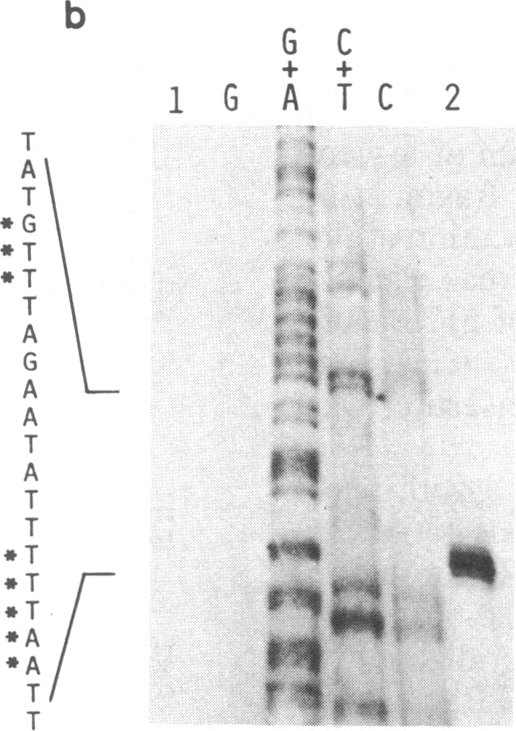 graphic file with name pnas00306-0181-a.jpg