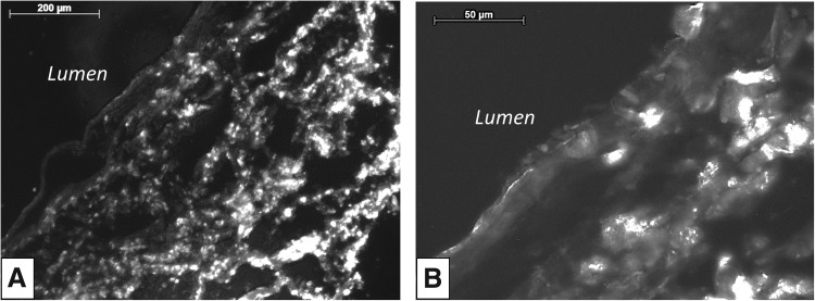 FIG. 7.