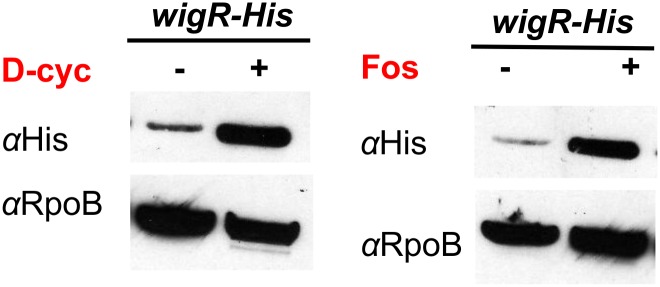 Fig. S6.