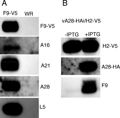 FIG. 11.