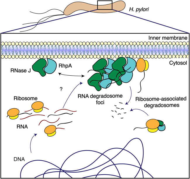 FIG 7