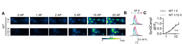 Figure 7—figure supplement 1.