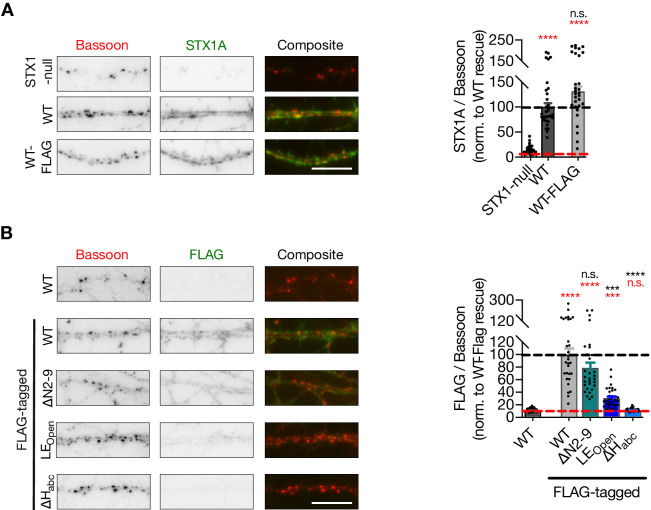 Figure 1—figure supplement 1.