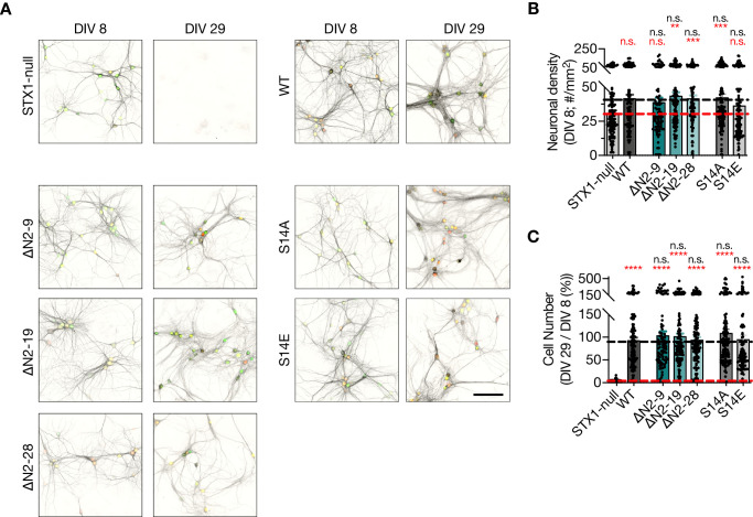 Figure 3—figure supplement 2.