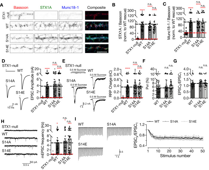 Figure 3—figure supplement 1.