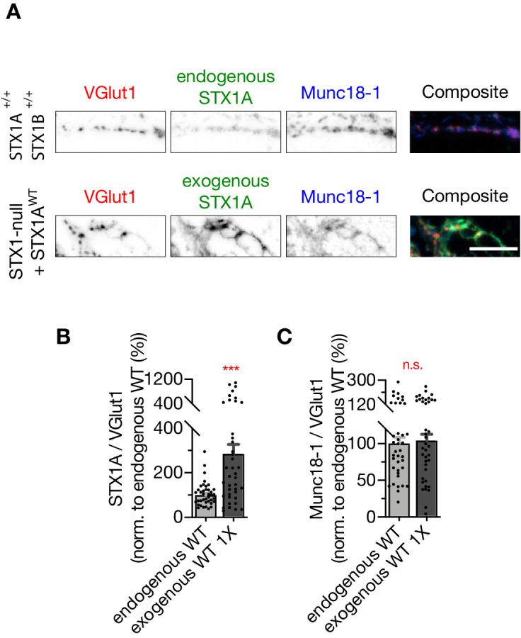 Figure 4—figure supplement 3.