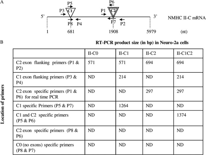 graphic file with name zbc015134301t001.jpg