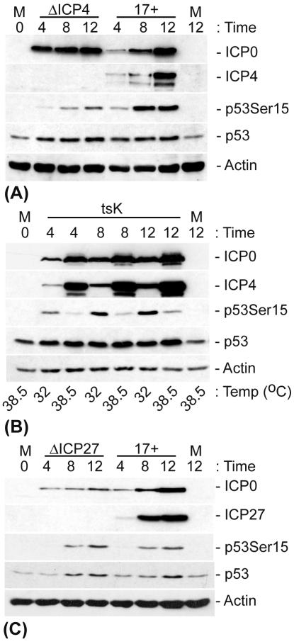 FIG. 5.