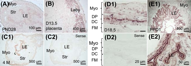 Figure 5.