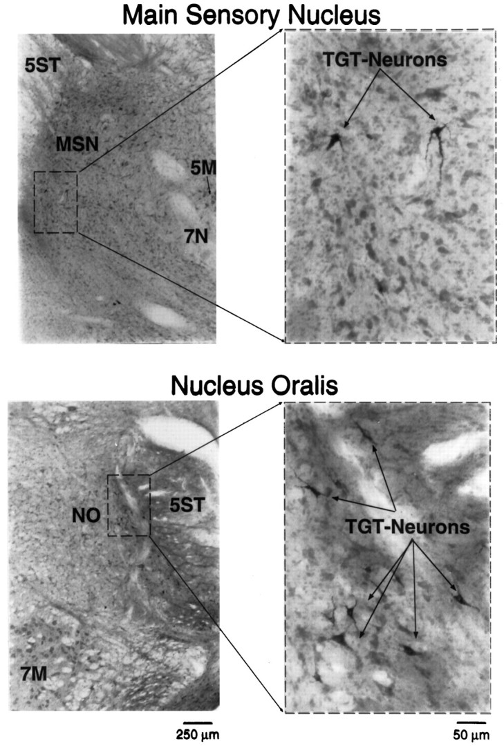 Fig. 9.