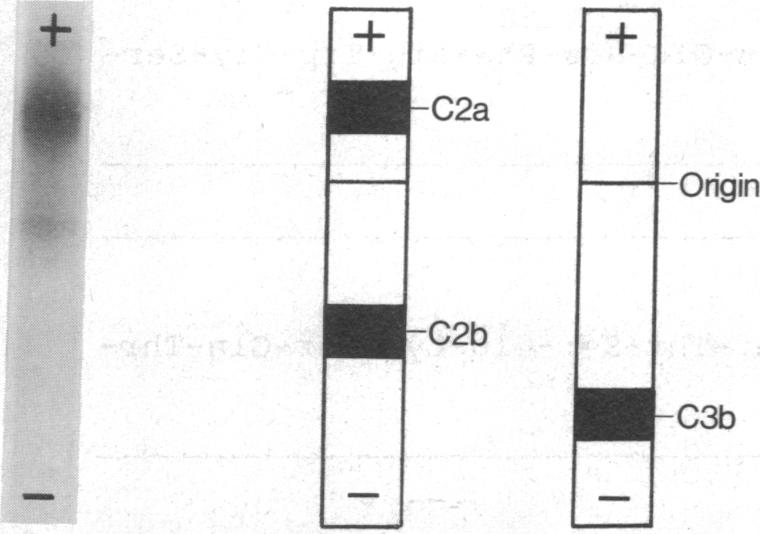 graphic file with name pnas00012-0105-c.jpg