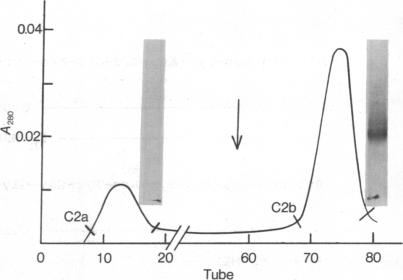 graphic file with name pnas00012-0105-b.jpg