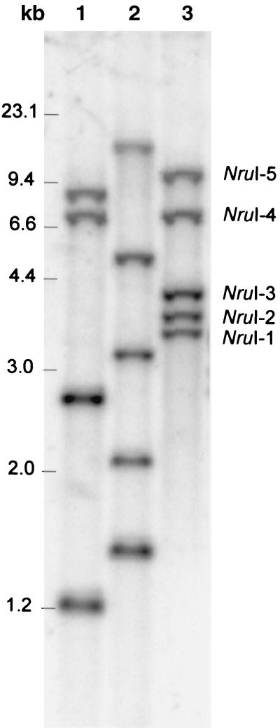 FIG. 6