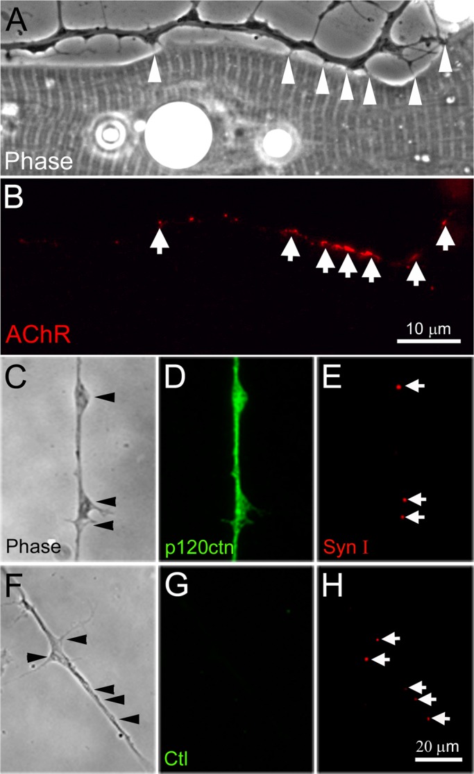 FIGURE 1: