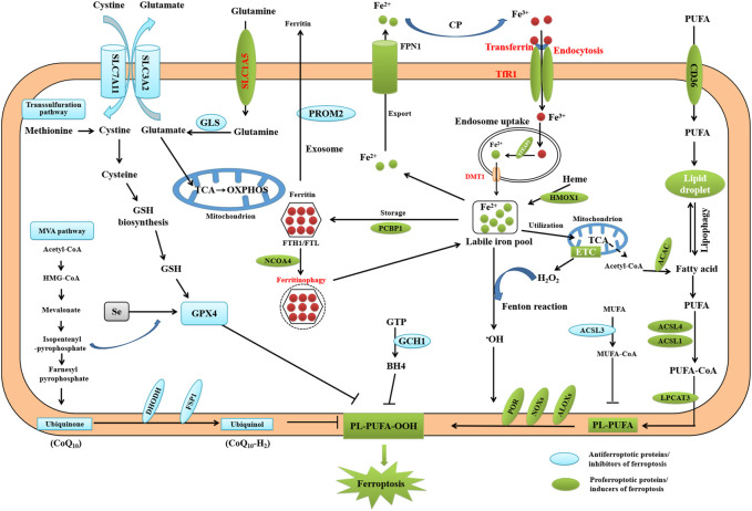 FIGURE 2