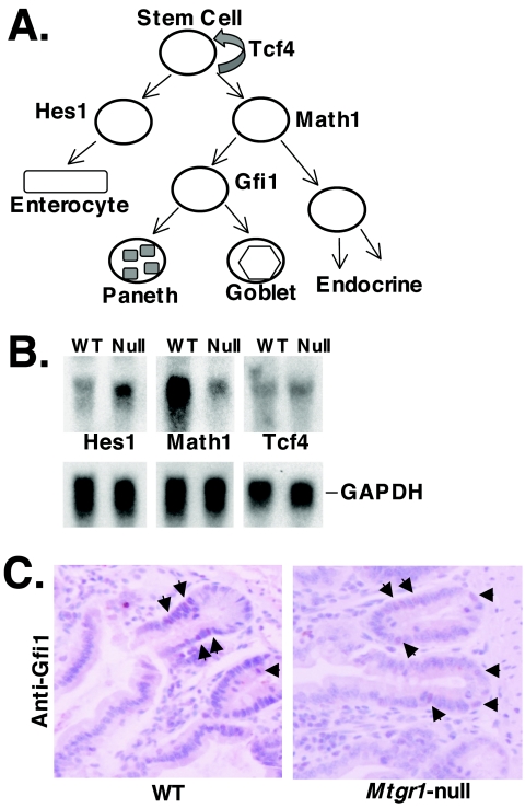 FIG. 8.