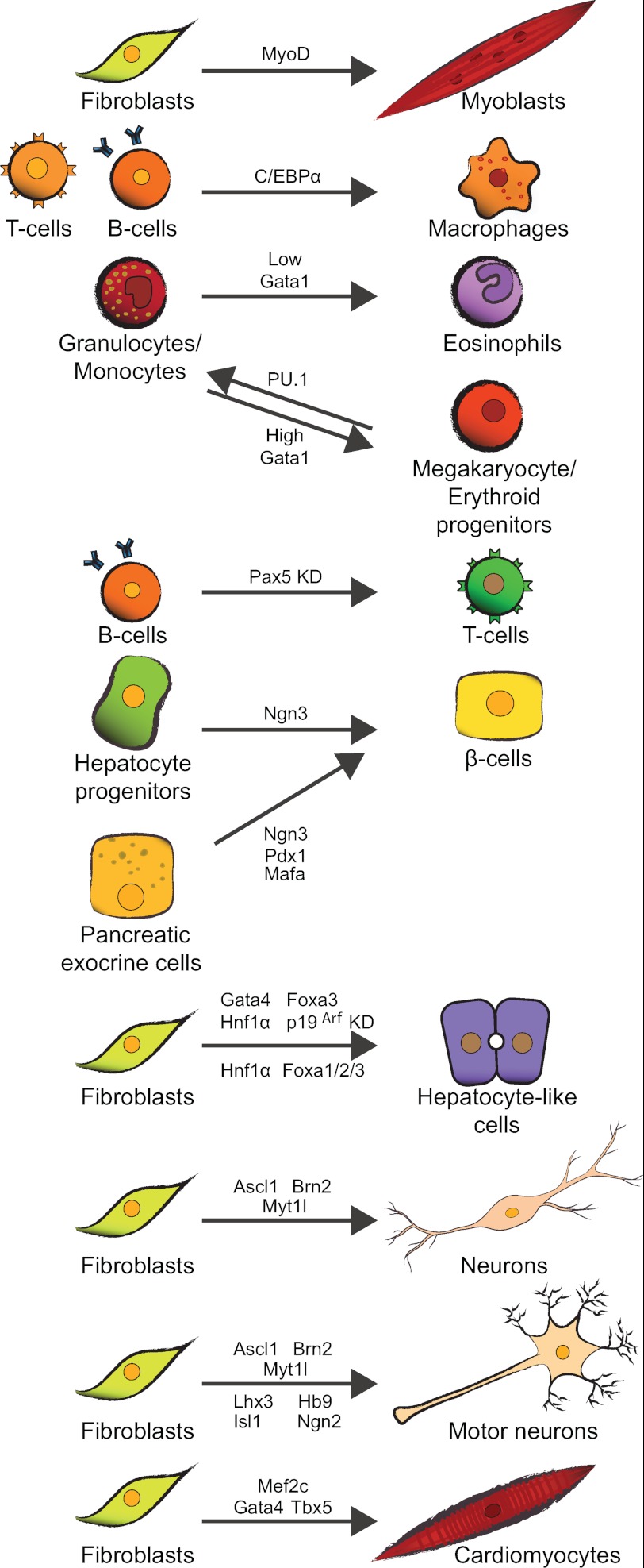 FIGURE 1.