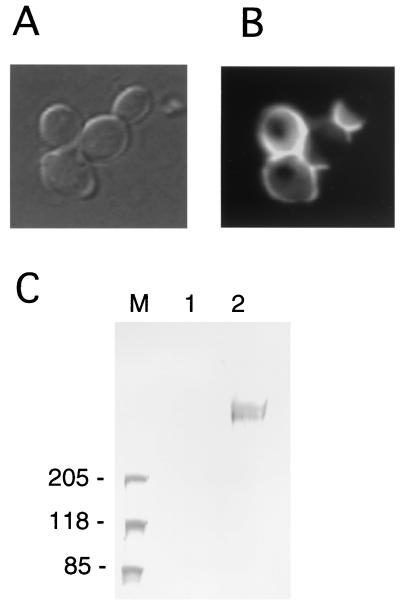 FIG. 4.