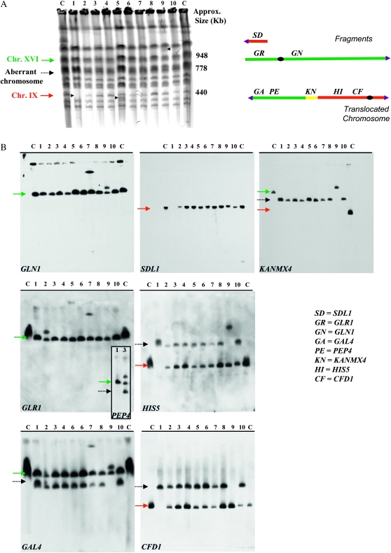 Figure 2.—