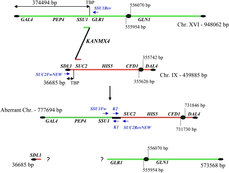 Figure 1.—