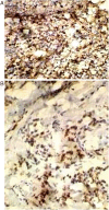 Figure 6