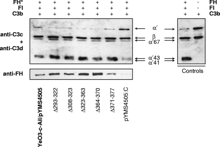 FIG. 5.