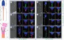 Figure 1.
<b>Acetylated tubulin and glutamylated tubulin are observed in both cattle and human sperm centrioles, while glycylated tubulin staining is variable</b>