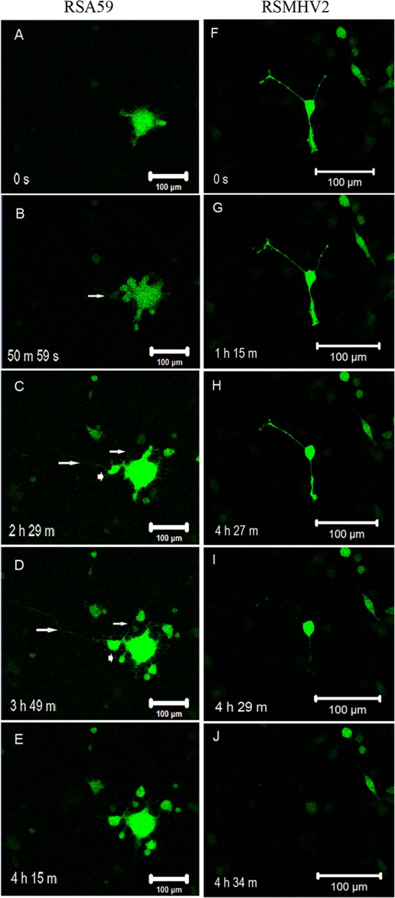 FIG 2