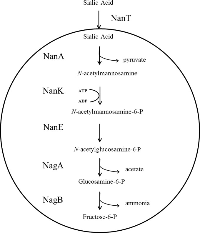 FIG 1