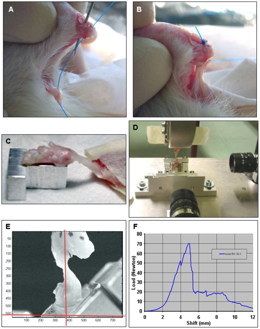 Figure 6